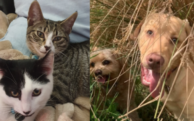 Four pets